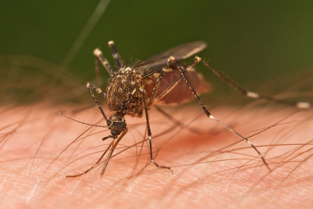 Mosquito-menace Chikungunya and dengue