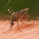 Mosquito-menace Chikungunya and dengue